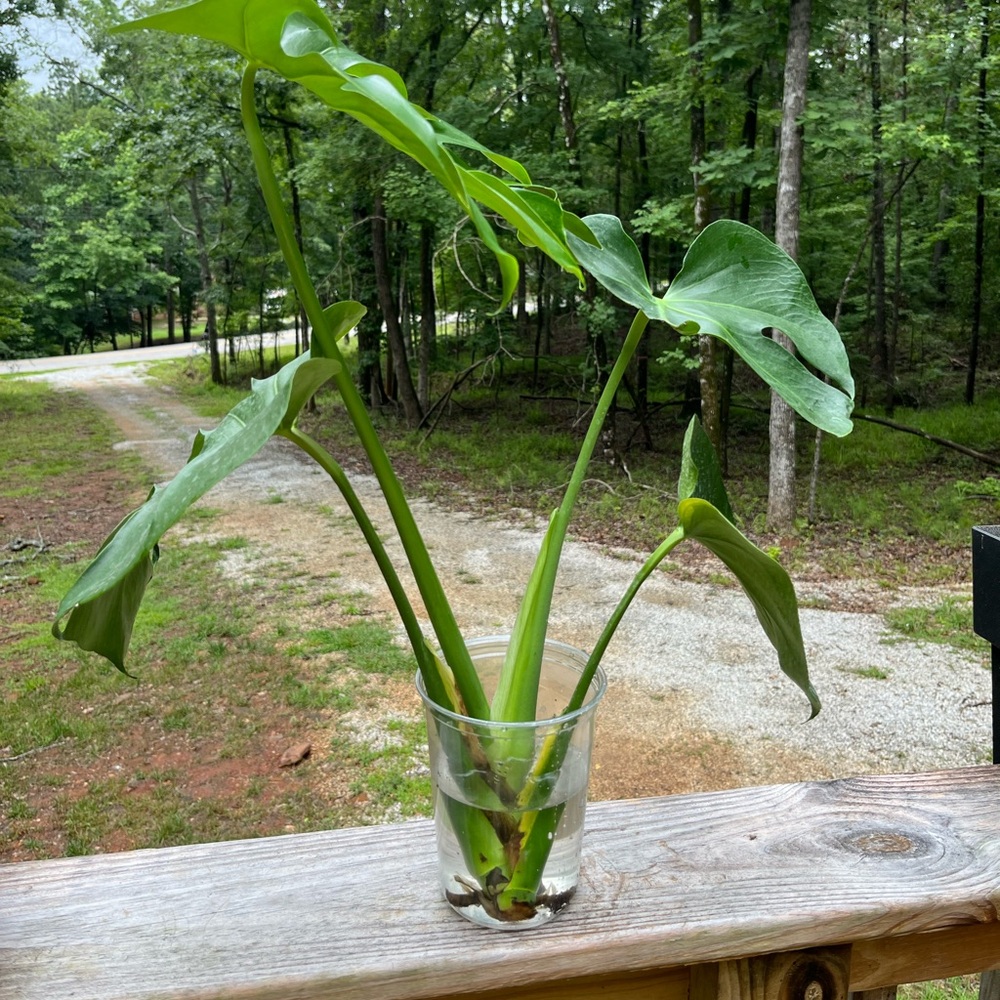 Monstera Deliciosa rooted cuttings with tallest leaf 23.”  Actual plant pictured